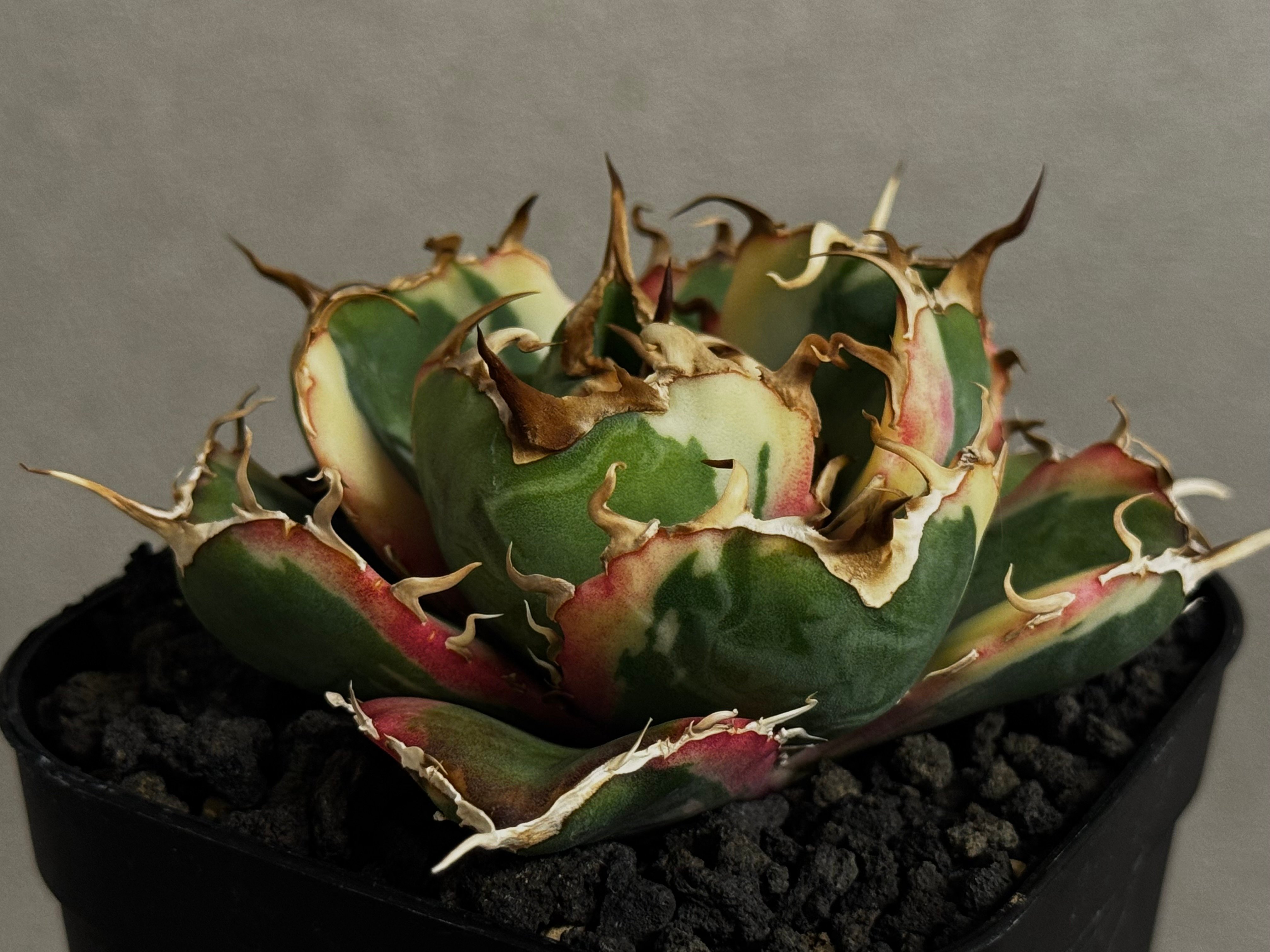アガベ・チタノタ白鯨（覆輪）芽-010｜agave titanota white wha1le