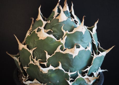 アガベ・チタノタ白鯨（ボールタイプ）大-071｜agave titanota white whale