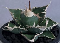 アガベ　Berlin産　皇冠　直子　① 2025年最新】皇冠 アガベの人気アイテム - メルカリ