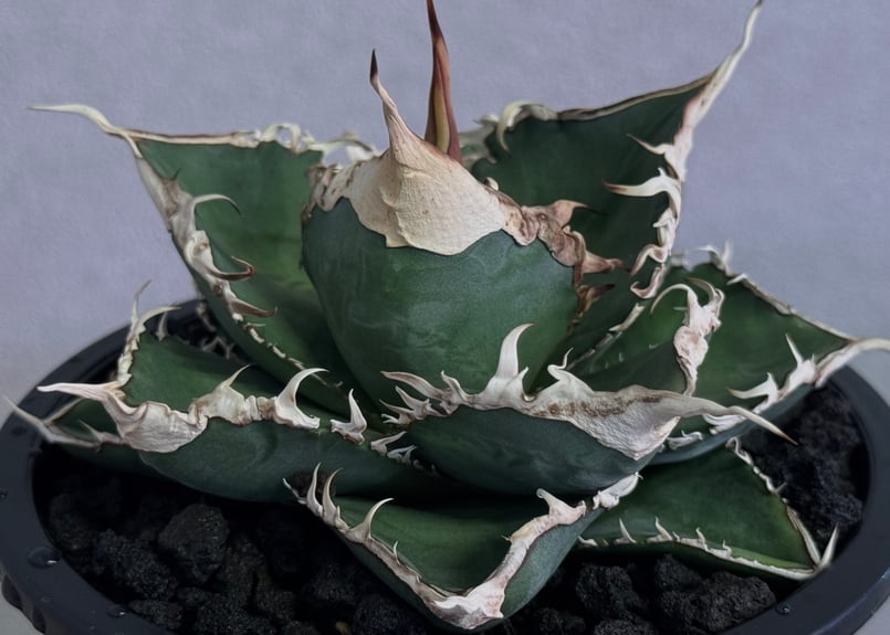 アガベ オテロイ Green Ghost 緑幽霊 大株出品 アガベ・チタノタ 緑幽霊(中)-010｜agave titanota green ghost