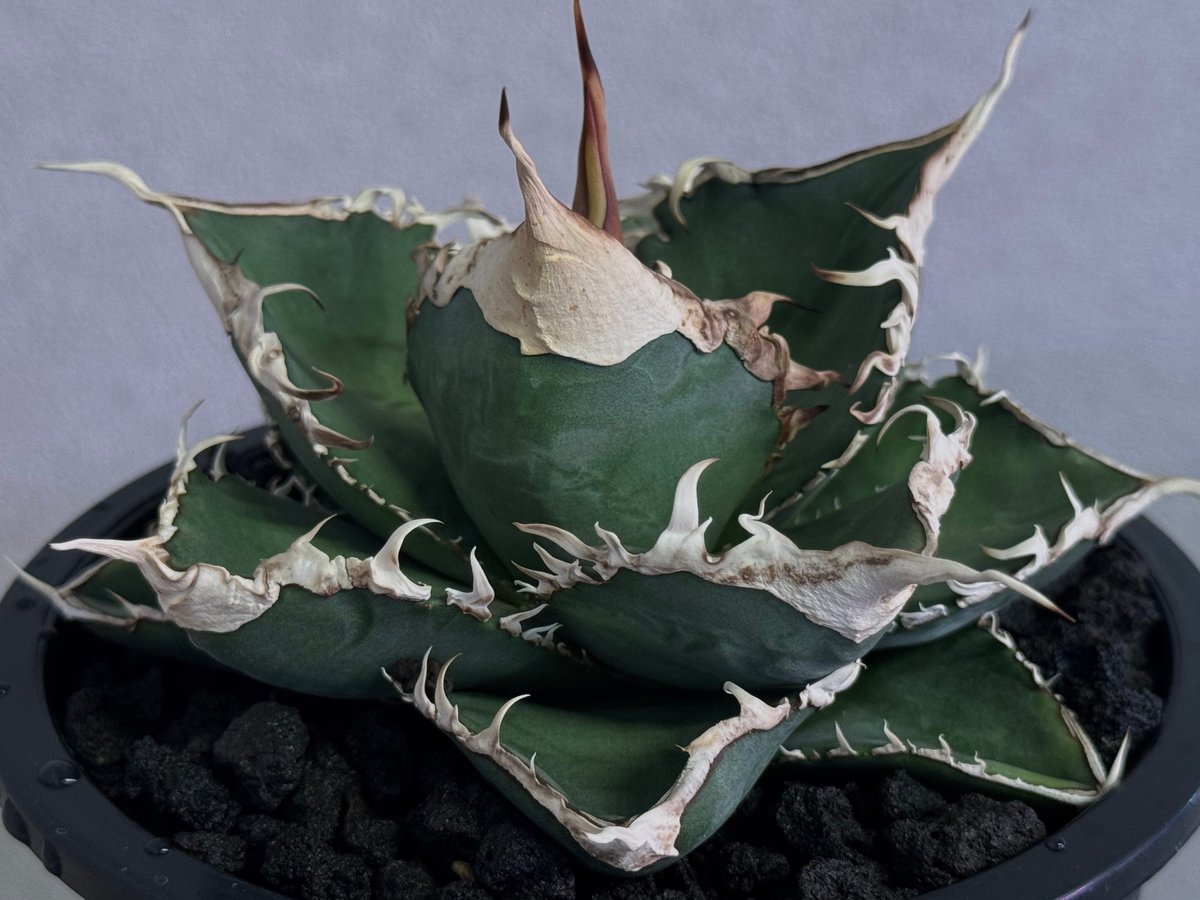 アガベ・チタノタ 緑幽霊(中)-010｜agave titanota green ghost