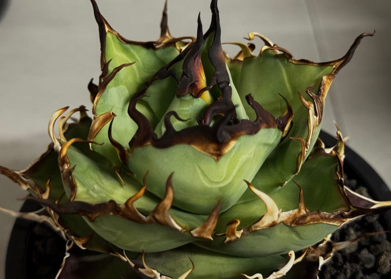 アガベ・チタノタ ハデス (黒帝斯) 中-039｜agave titanota hades |