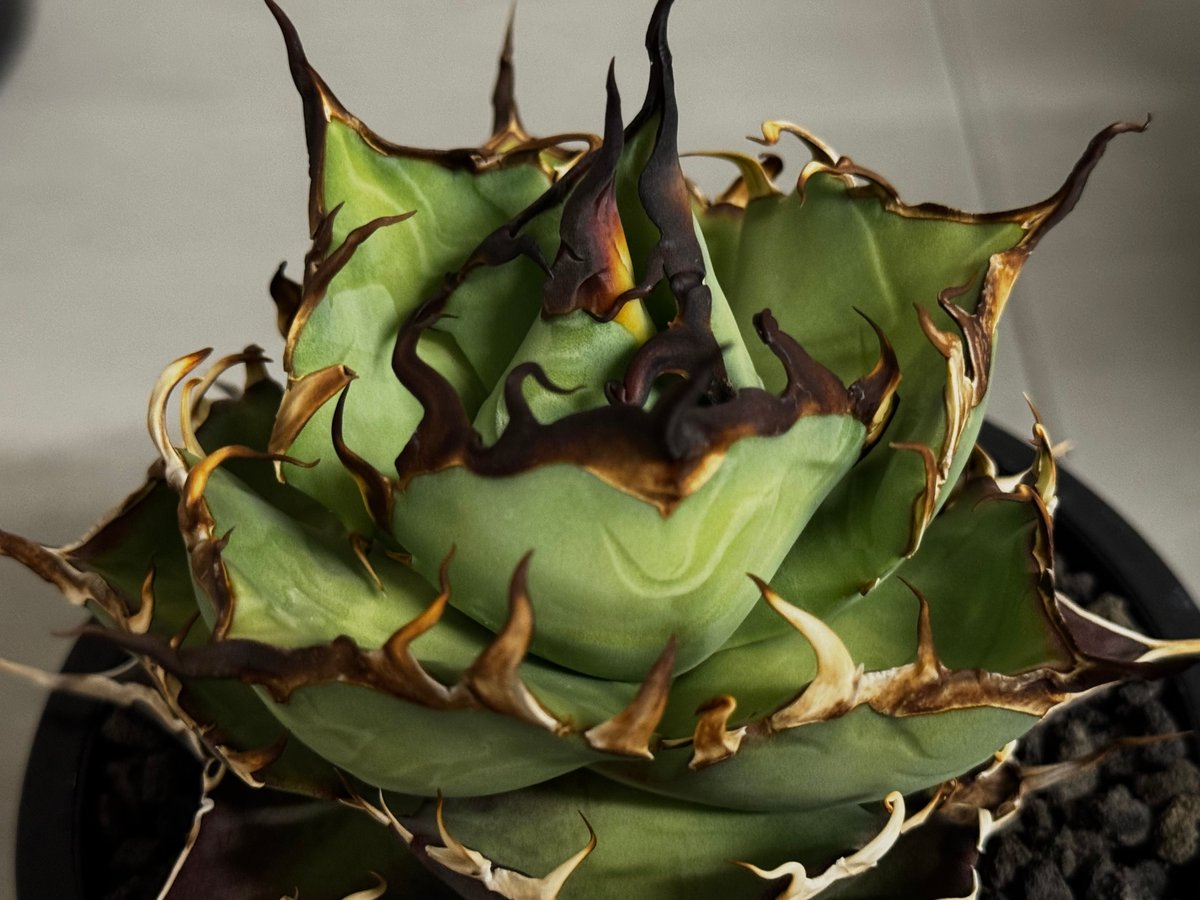 アガベ・チタノタ ハデス (黒帝斯) 中-039｜agave titanota hades |