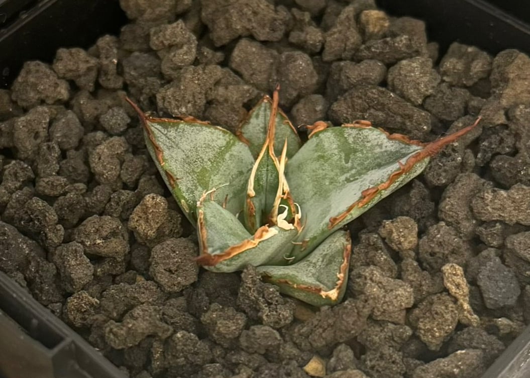 アガベ・チタノタ LQH_土(芽)002|agave titanota saturn | Pl アガベ・チタノタ LQH_土(芽)002|agave titanota saturn | Pl