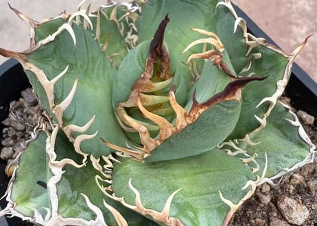 アガベ・チタノタ LQH_領主（芽）-003｜agave titanota lord