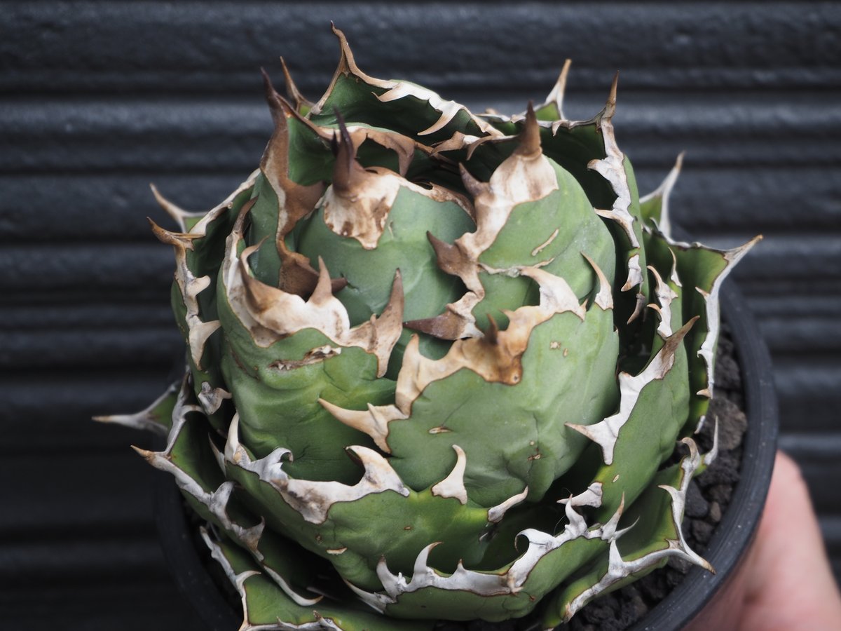 アガベ 姫厳竜 コレクション株 アガベ チタノタ 姫巌竜 肉厚 良型 Agave Titanota 'Dwarf