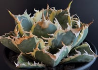 【子株】 agave titanota beast アガベ チタノタ ビースト アガベ・チタノタ ビースト-002（芽）｜agave titanota beast