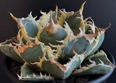 CATEGORY Titanota White whale variegated｜白鯨（斑入り