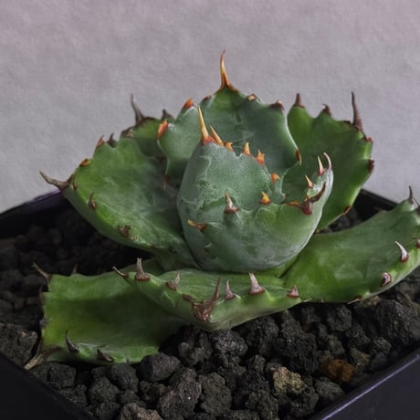 ハイブリッド　姫蠍蟹　親株　大株 ハイブリッド 姫蠍蟹 親株 大株 ハイブリッド 姫蠍蟹 親株 大株 アガベ