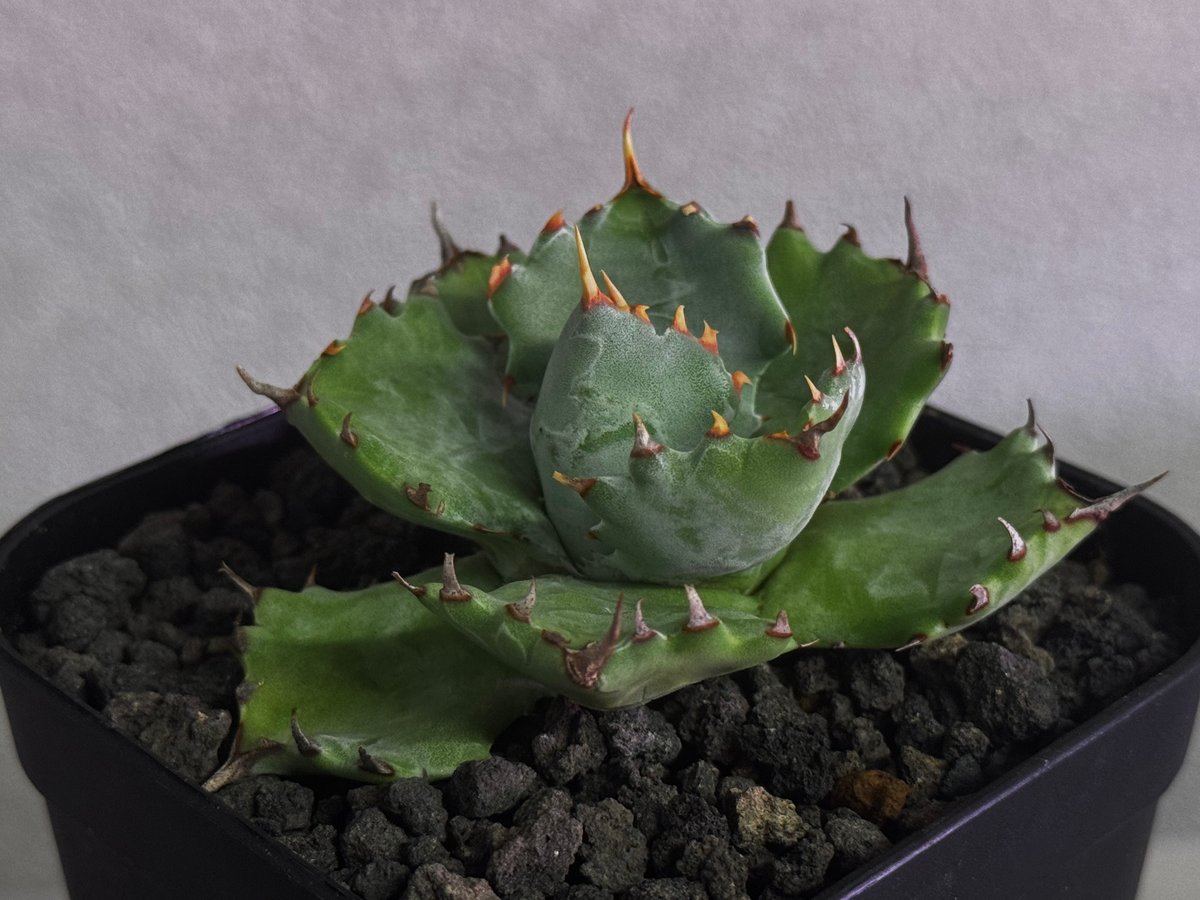 アガベ 姫蠍蟹 親株 ever_plants618 アガベ 姫蠍蟹 親株販売