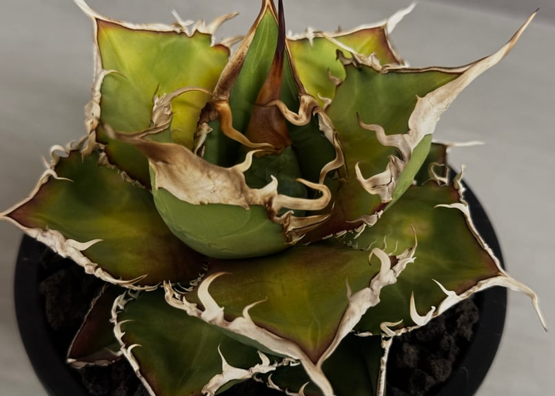 アガベ・チタノタ 緑幽霊(中)-010｜agave titanota green ghost