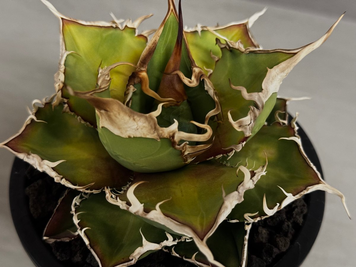 アガベ・チタノタ 緑幽霊(中)-010｜agave titanota green ghost