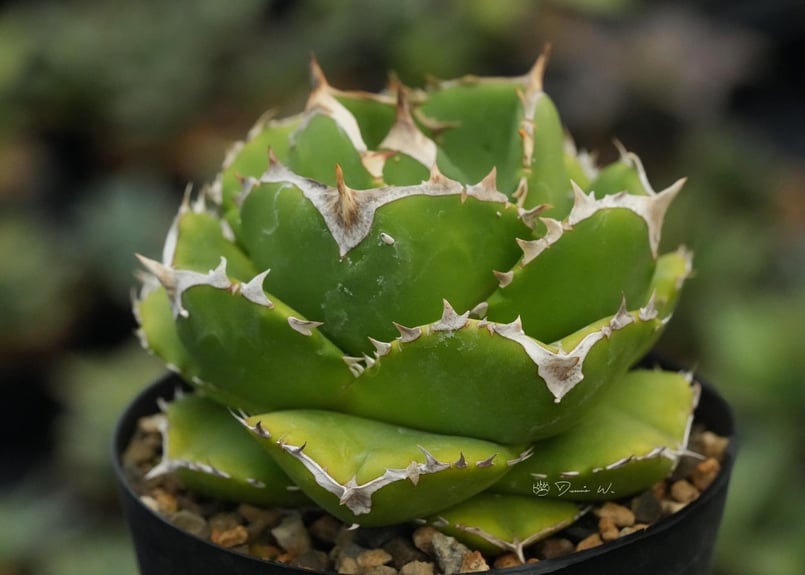 アガベ・チタノタ 達磨(芽)-003|agave titanota DARUMA | Plus アガベ・チタノタ 達磨(芽)-003|agave titanota DARUMA | Plus