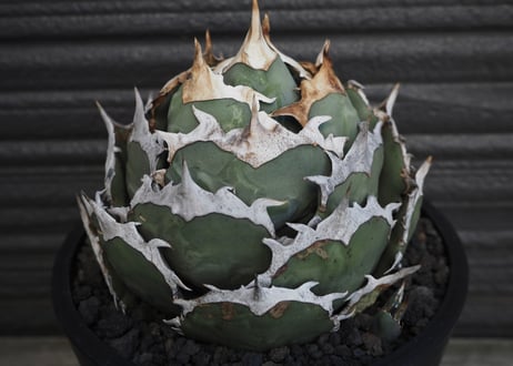 アガベ・チタノタ　烈焔（ボールタイプ）特大-029｜agave titanota flame