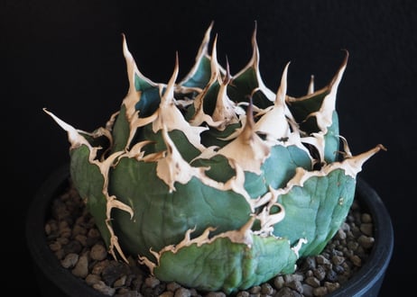 アガベ・チタノタ白鯨（ボールタイプ）中-069｜agave titanota white whale