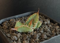 アガベ　一本刺 ROUKA plants على X: 