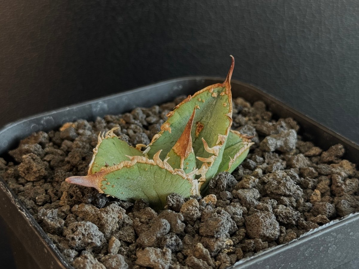 アガベ チタノタ 流星 titanota agave mqdefault.jpg