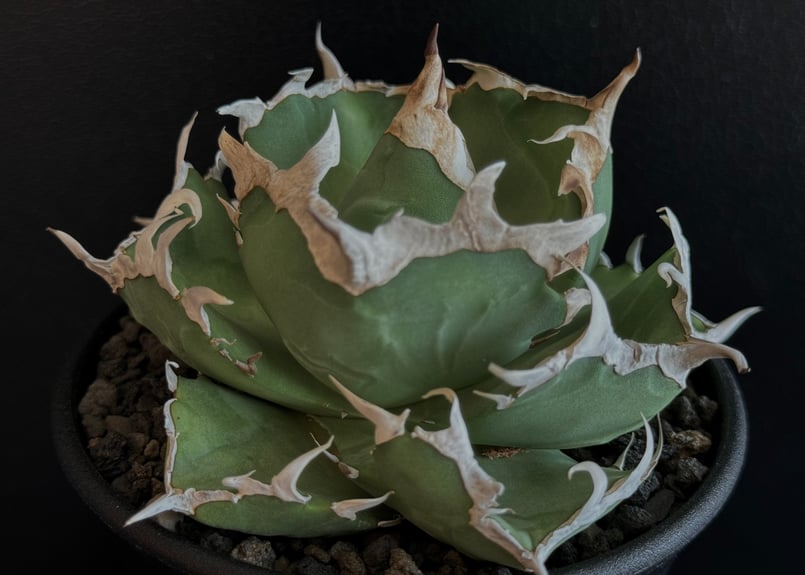 アガベ・チタノタ 中国螃蟹(厳選コンパクト)- 004|agave アガベ・チタノタ 中国螃蟹(厳選コンパクト)- 004|agave
