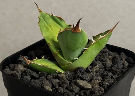 CATEGORY Titanota white rhino｜白犀牛 | Plus_Plants