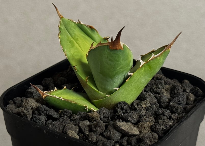 アガベ・チタノタ 白犀牛（芽）-004｜Titanota white rhino | Plus