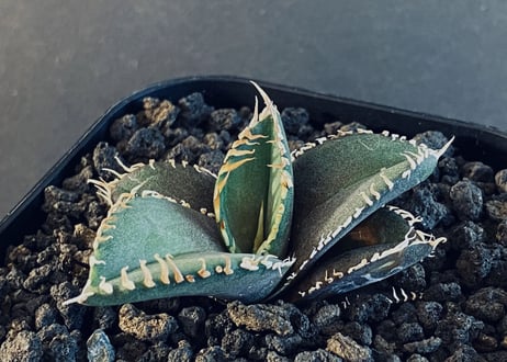 チタノタ　金剛 アガベ チタノタ 金剛 キングコング / KK-01 | アガベ専門店