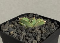 アガベ・チタノタ 圓葉拇指(フィリグリー)_ボールタイプ-005｜agave