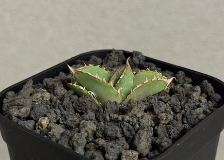 アガベ・チタノタ　隕石(ミーティアライト)-038｜agave titanota meteorite