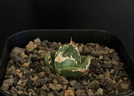 CATEGORY Titanota warthog｜疣猪 | Plus_Plants STORE