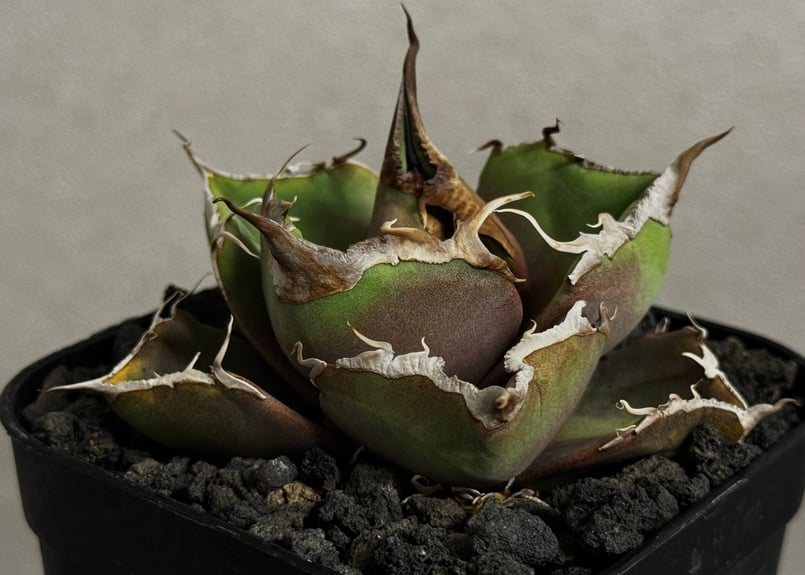 アガベ・チタノタ 黒豹（芽）-057｜agave titanota black panther