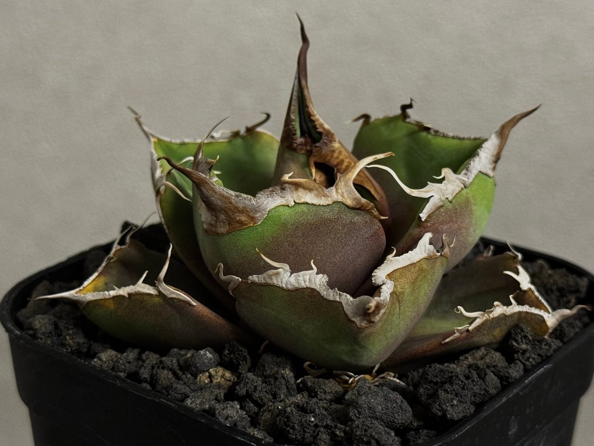 アガベ・チタノタ 黒豹（芽）-057｜agave titanota black panther