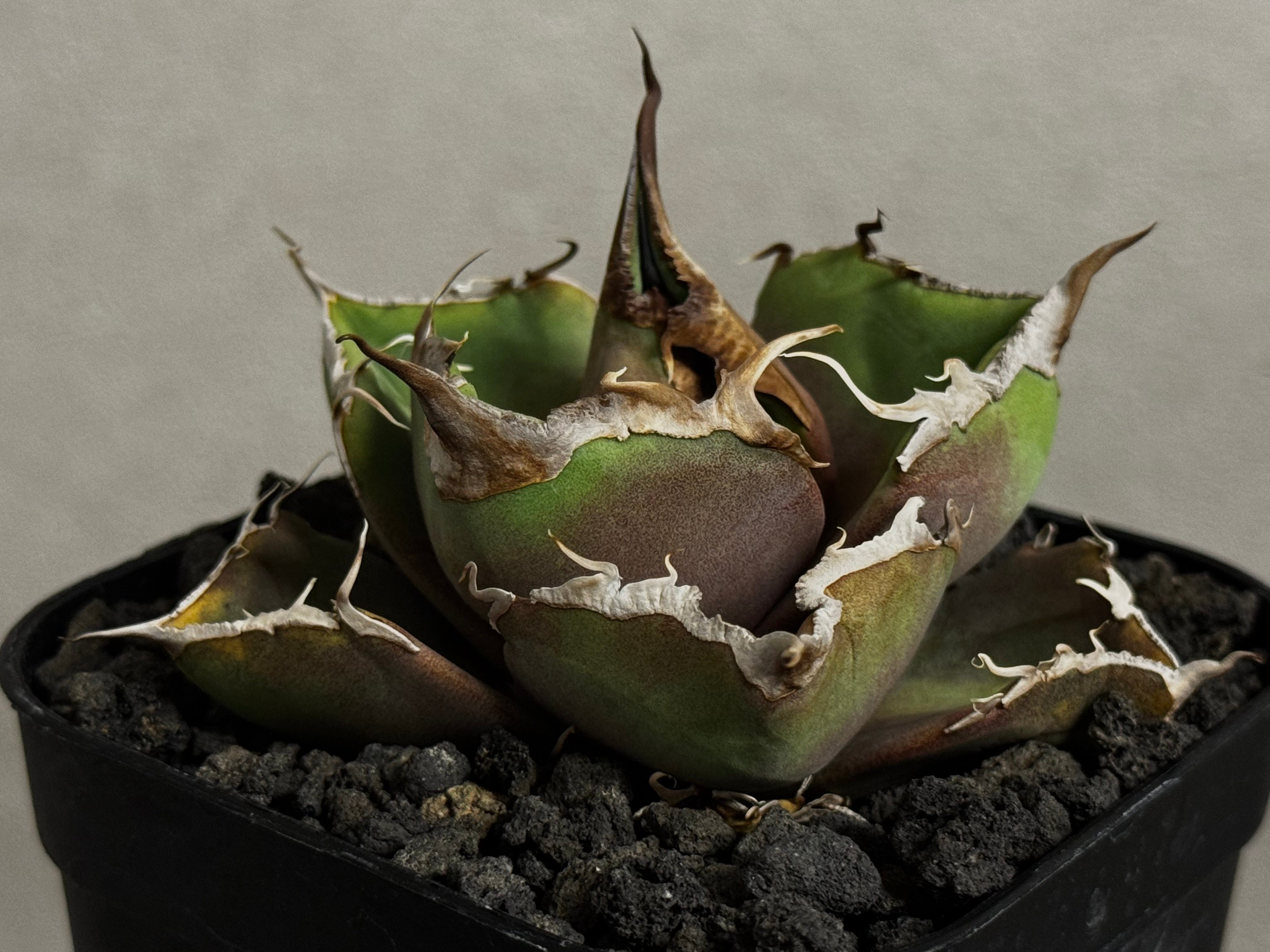 観葉植物 アガベ チタノタ 黒豹 親株 ヘキサ5号