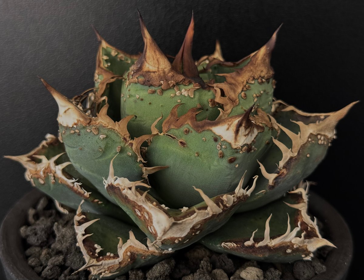 アガベ・チタノタ 麻花(芽)-019|agave Twist Dragon/Ma Hua Lo アガベ・チタノタ 麻花(芽)-019|agave Twist Dragon/Ma Hua Lo