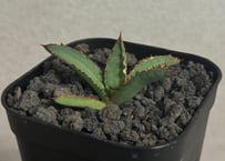 アガベ・チタノタ 達磨(芽)-001｜agave titanota DARUMA | Plus