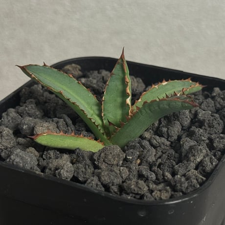 【レア種】アガベ・萬代厳龍 アガベ チタノタ 萬代厳竜 / Agave lophantha × titanota #1 |