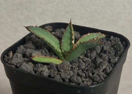 アガベ・チタノタ 萬代 X 厳竜（寛版刺/Lize血統）芽-009｜agave titanota×lophantha（ Hybrid）