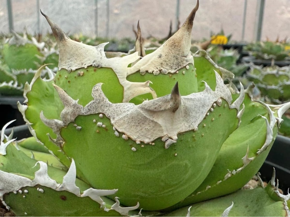 アガベ・チタノタ 鼓星(オリオン)-003｜agave titanota orion | Pl