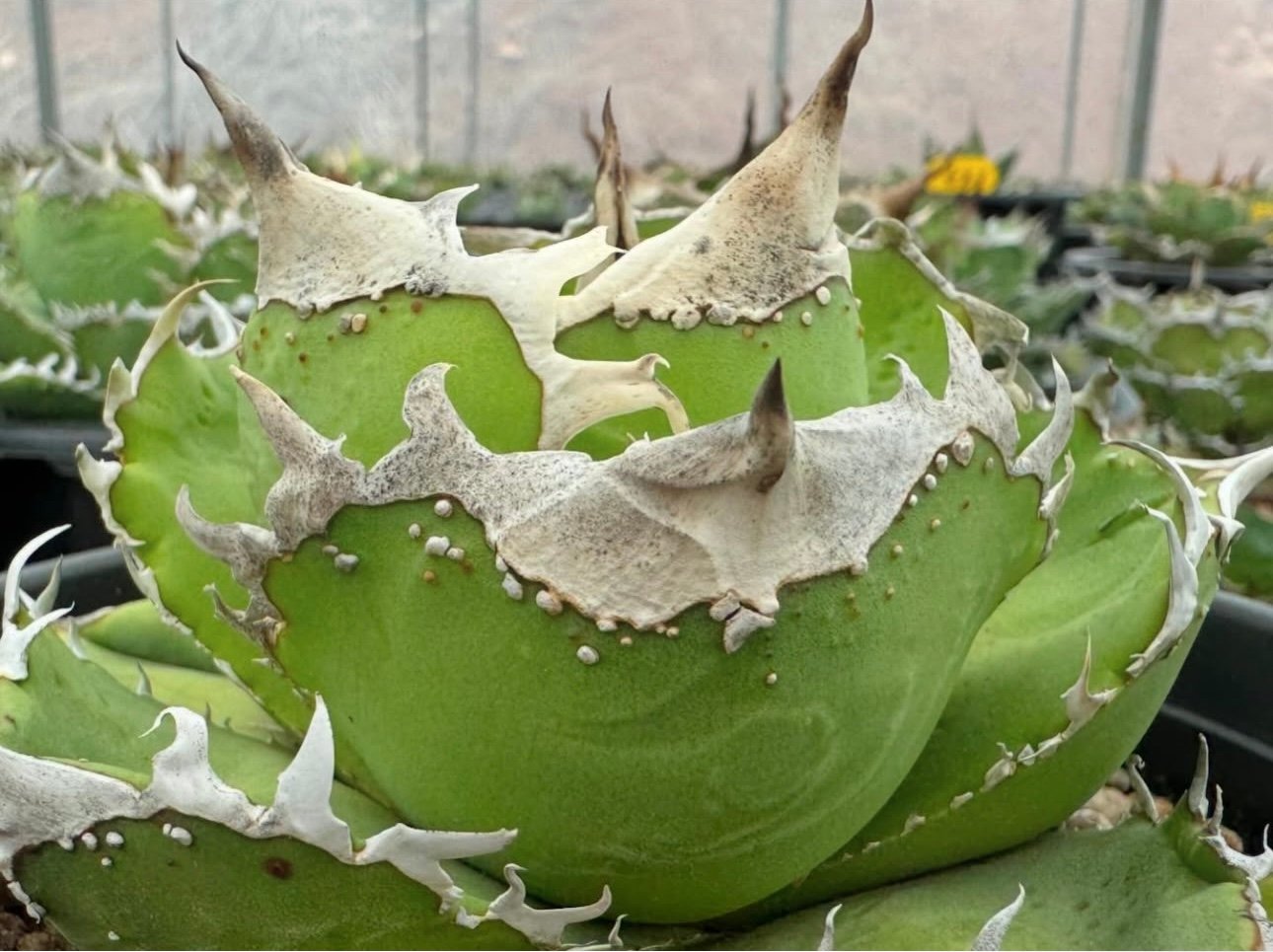 アガベ・チタノタ 鼓星(オリオン)-003｜agave titanota orion | Pl