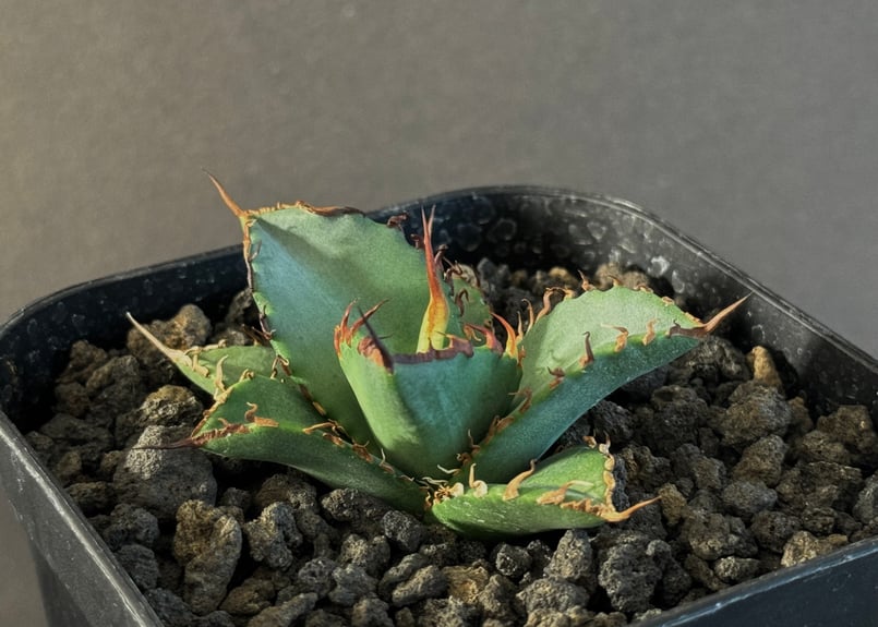 アガベ・チタノタ 黒犀牛（芽）-036｜agave titanota black