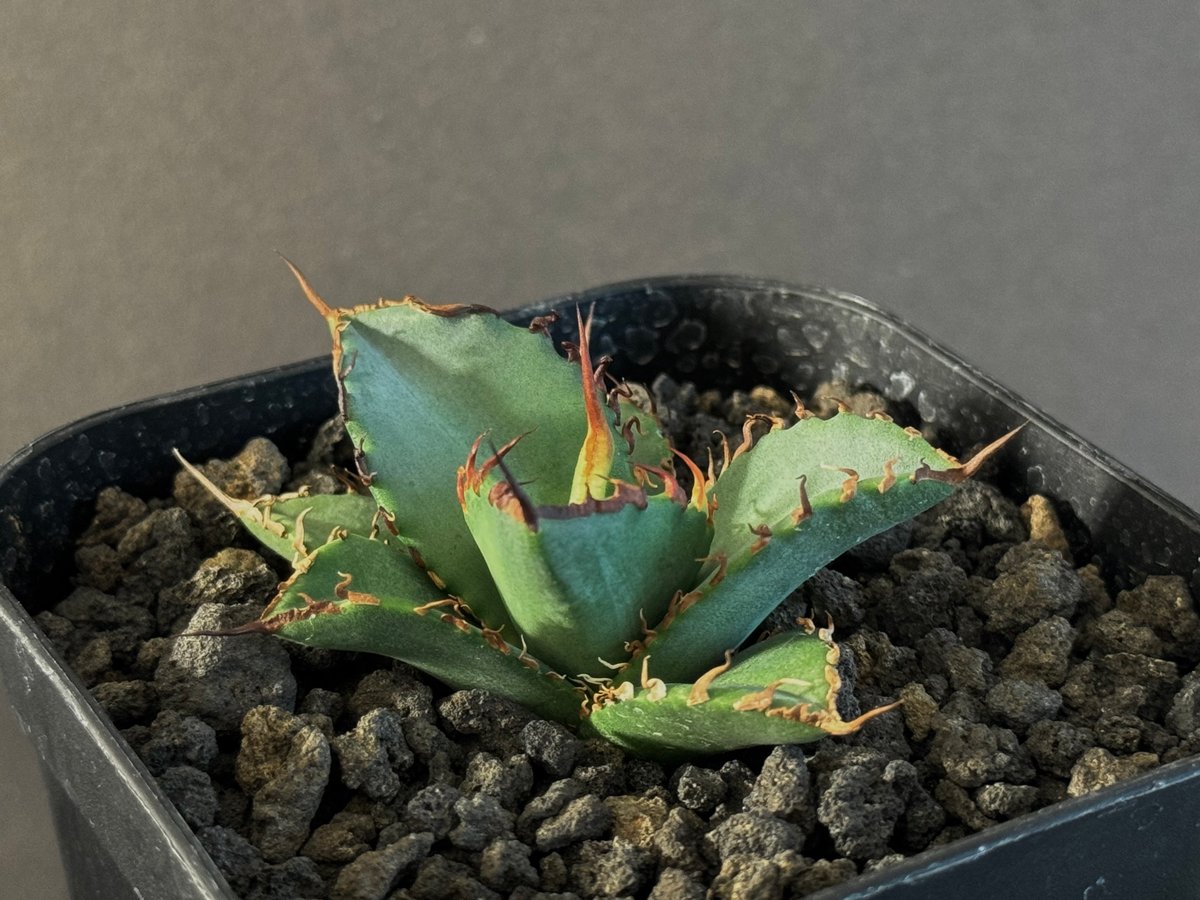アガベ・チタノタ 黒犀牛(芽)-036|agave titanota black アガベ・チタノタ 黒犀牛(芽)-036|agave titanota black