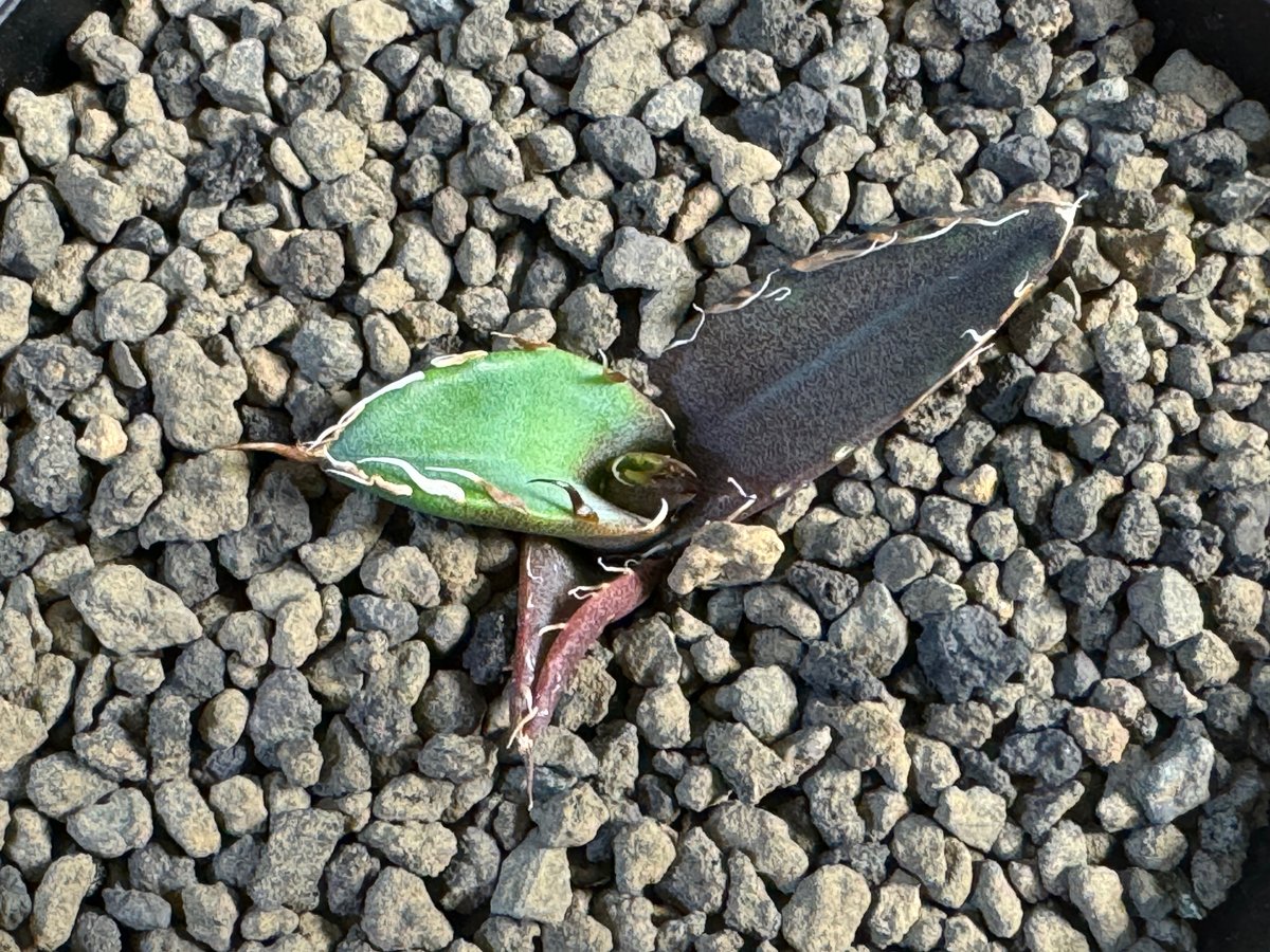 837 アガベ チタノタ シーザー American Caesar 包葉型 Agave Titanota 'caesar' - アガベ チタノタ “シーザー” - 凱撒