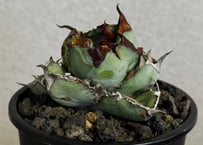 アガベ・チタノタ　ブラックアンドブルー-005｜agave titanota Black&Blue
