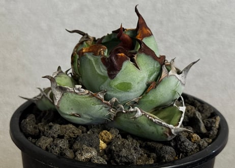 アガベ・チタノタ　ブラックアンドブルー-005｜agave titanota Black&Blue