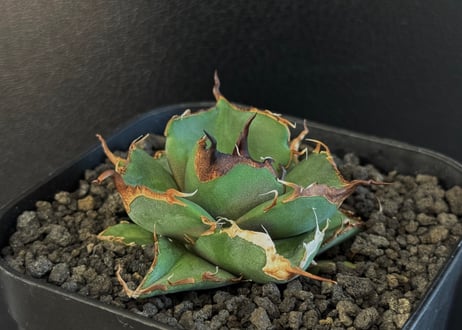 CATEGORY Titanota black panther｜黒豹 | Plus_Plant