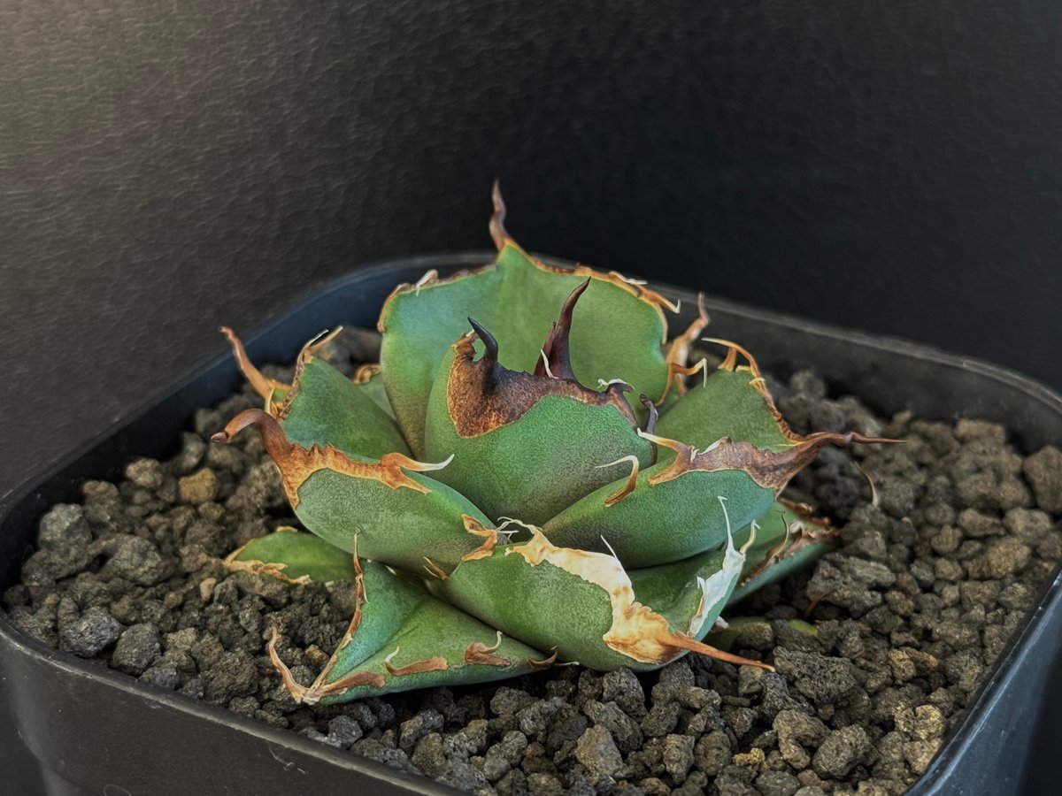 アガベ・チタノタ 黒豹（芽）-053｜agave titanota black panther