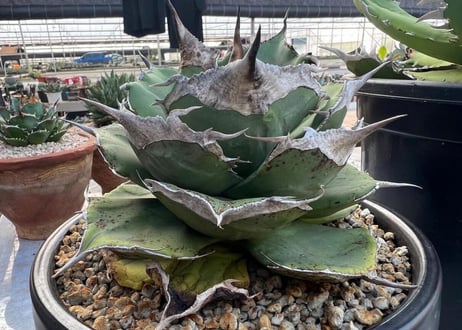 アガベ・チタノタ 黒豹（小株）-022｜agave titanota black panther