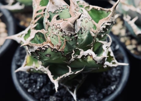 アガベ・チタノタ　隕石(ミーティアライト)-037｜agave titanota meteorite