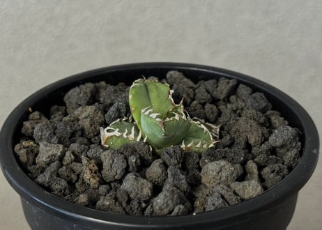 CATEGORY Titanota Ma Hua Long｜麻花/麻花龍/金蟬 | Plus_