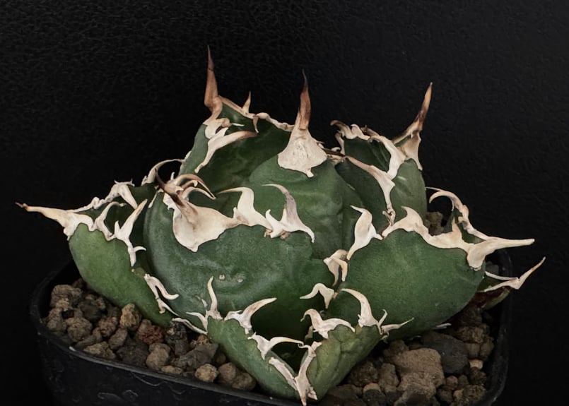 アガベ・チタノタ白鯨（小）-060｜agave titanota white whale |