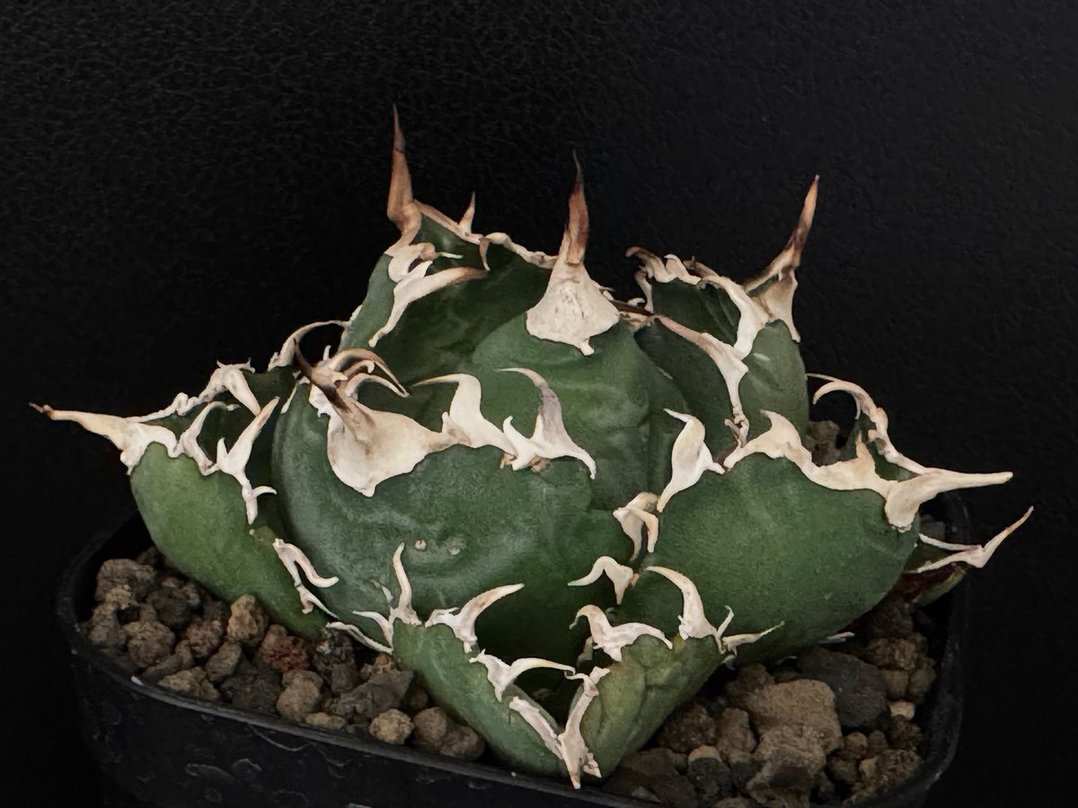 アガベ・チタノタ白鯨（小）-060｜agave titanota white whale |