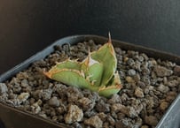 アガベ・チタノタ ビースト-001（芽）｜agave titanota beast